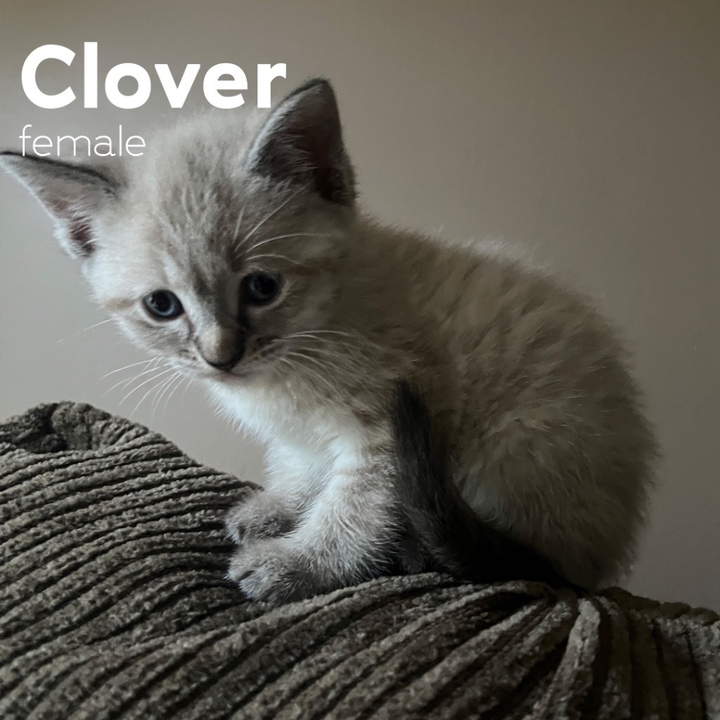 Clover