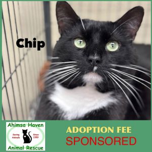 Chip, Adult Male unknown