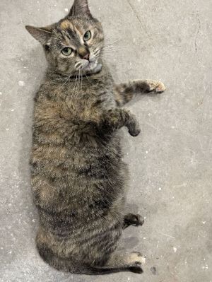 Ralf, Adult Female unknown