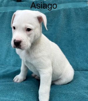 Asiago, Baby Male unknown