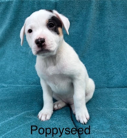 Poppyseed