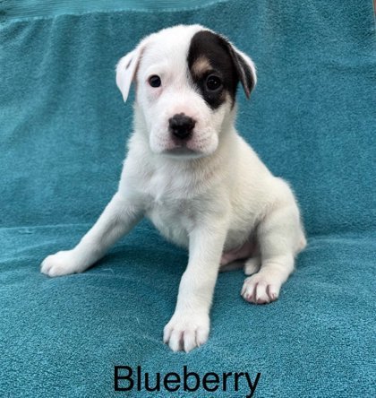 Blueberry
