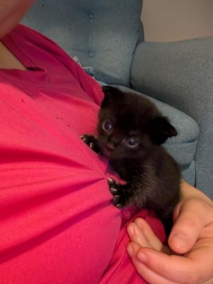 Firefly Domestic Short Hair Cat
