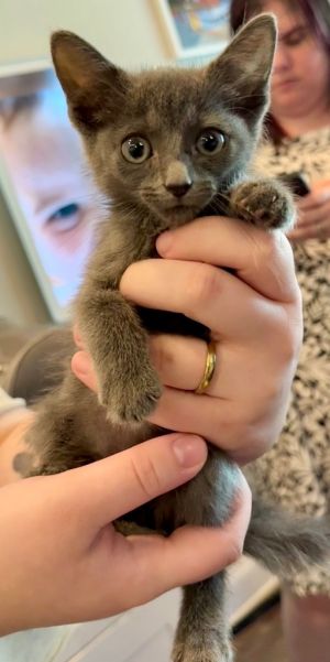 Sweet Baby Angel Domestic Short Hair Cat