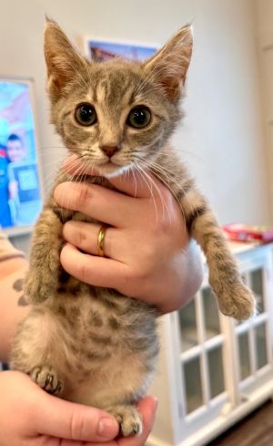 Blepa Colada Domestic Short Hair Cat