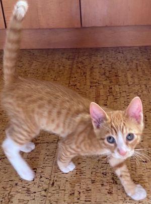 Your Orange Tabby Awaits Otis will make a great companion to any family or individual This little 