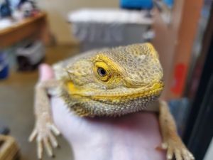 Rocky, Adult Male unknown