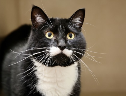 Stache