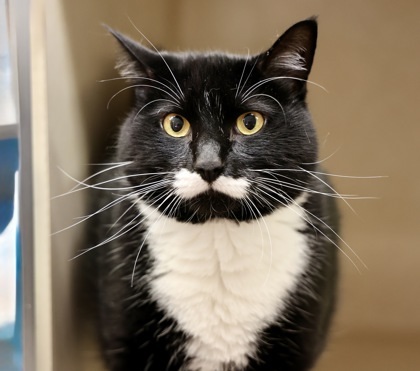 Stache