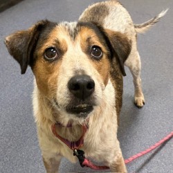 Pink, an adoptable Harrier, Mixed Breed in Richmond, VA, 23220 | Photo Image 1