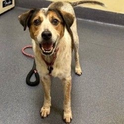 Pink, an adoptable Harrier, Mixed Breed in Richmond, VA, 23220 | Photo Image 2