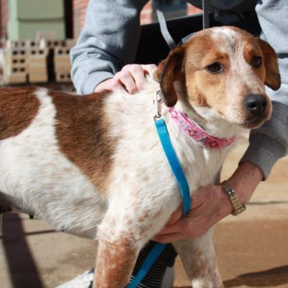 Pink, an adoptable Harrier, Mixed Breed in Richmond, VA, 23220 | Photo Image 3
