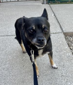 Mimi, Senior Female unknown