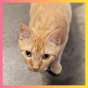 Misdemeanor, Adult Female unknown