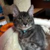 Louie photo 2
