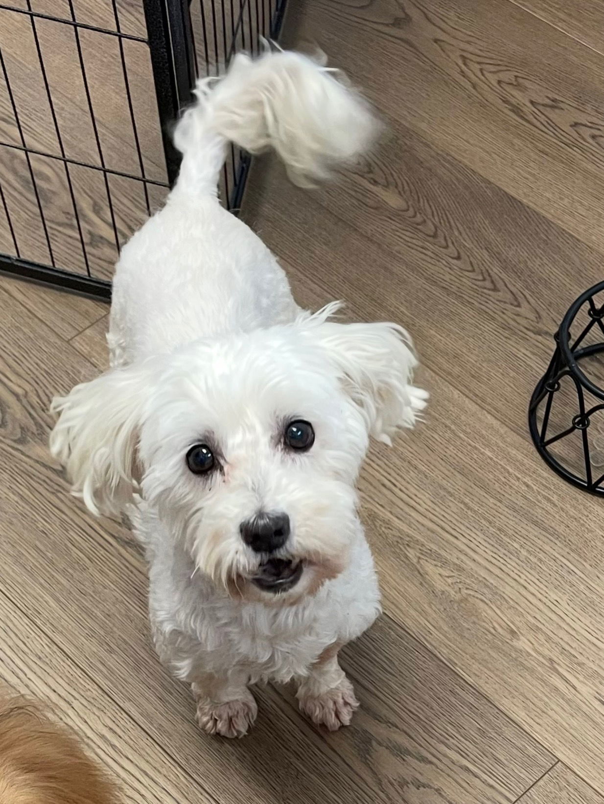 Walter, an adoptable Havanese in Lebanon, PA, 17046 | Photo Image 1