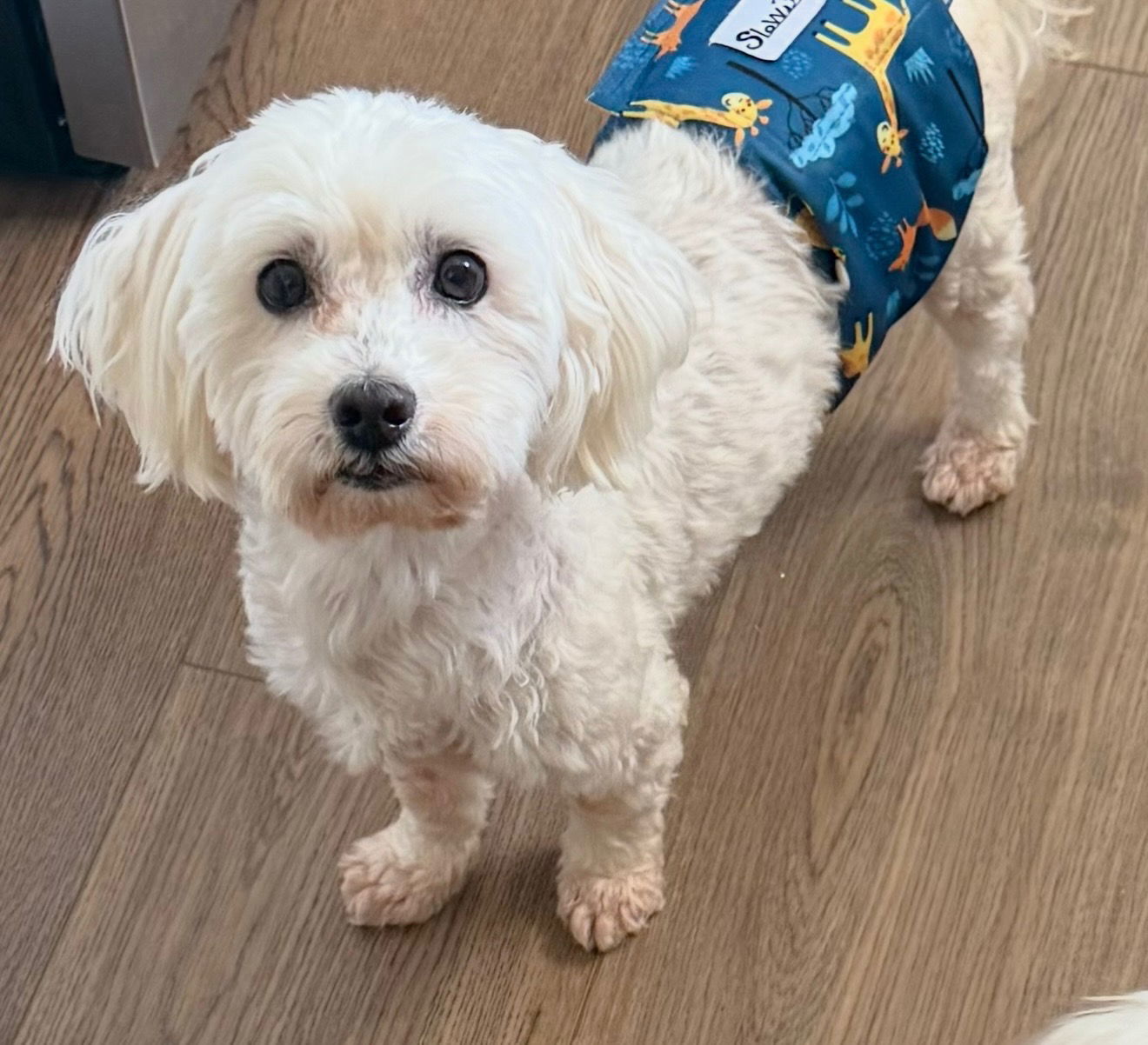 Walter, an adoptable Havanese in Lebanon, PA, 17046 | Photo Image 2