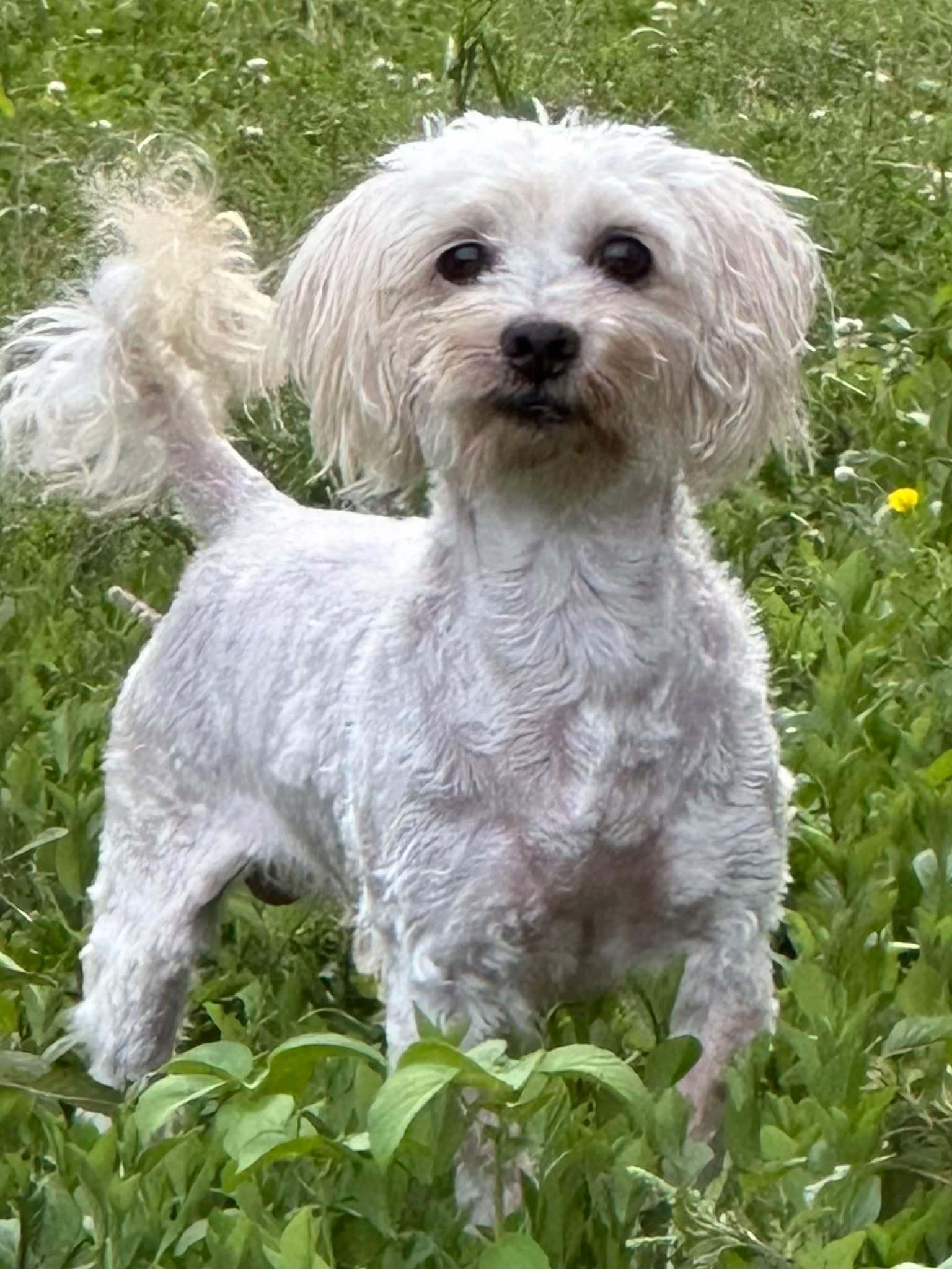 Walter, an adoptable Havanese in Lebanon, PA, 17046 | Photo Image 3