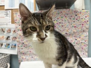 Frank, Senior Male unknown