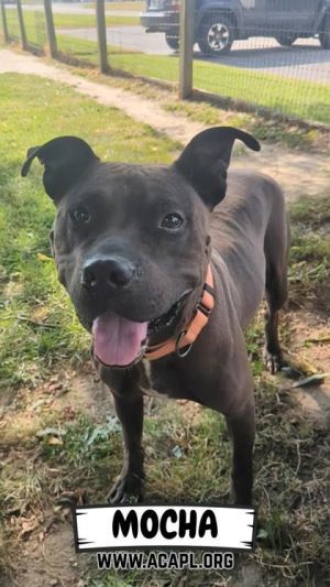 Mocha, Adult Female unknown
