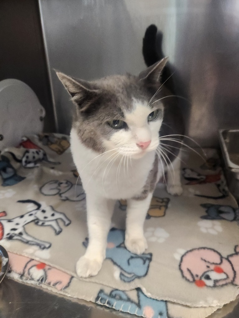Honmoon, an adoptable Domestic Short Hair in Grand Forks, ND, 58203 | Photo Image 2