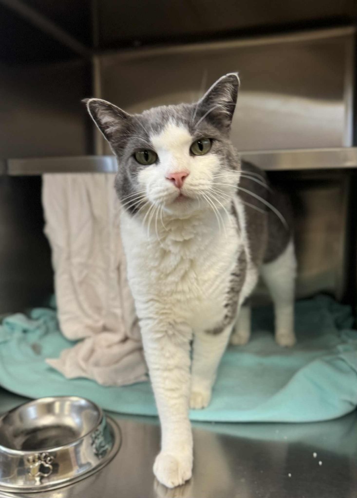 Honmoon, an adoptable Domestic Short Hair in Grand Forks, ND, 58203 | Photo Image 3