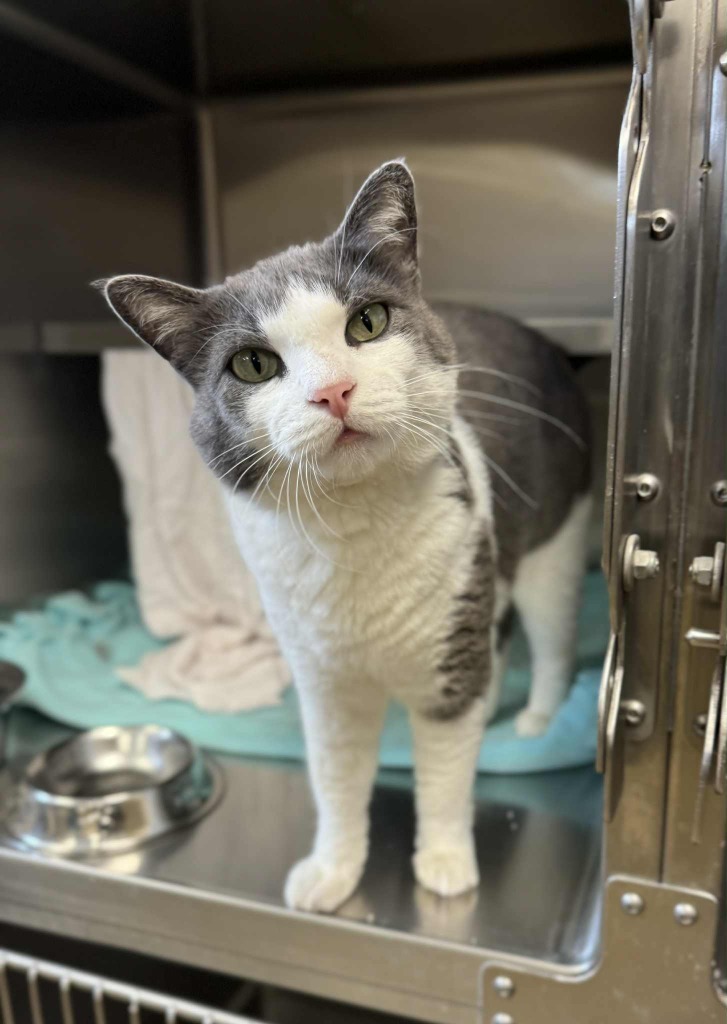 Honmoon, an adoptable Domestic Short Hair in Grand Forks, ND, 58203 | Photo Image 4