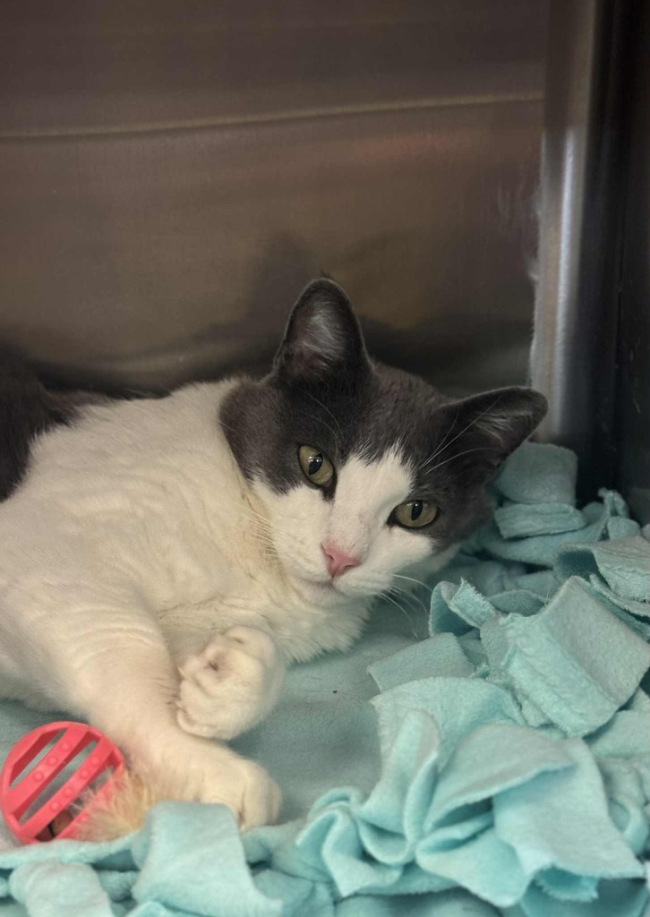 Honmoon, an adoptable Domestic Short Hair in Grand Forks, ND, 58203 | Photo Image 5