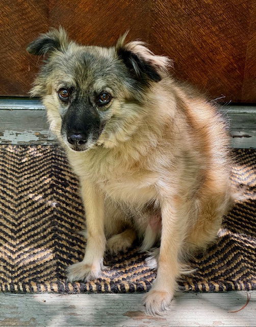 Mac, an adoptable Keeshond in Lake Hopatcong, NJ, 07849 | Photo Image 2