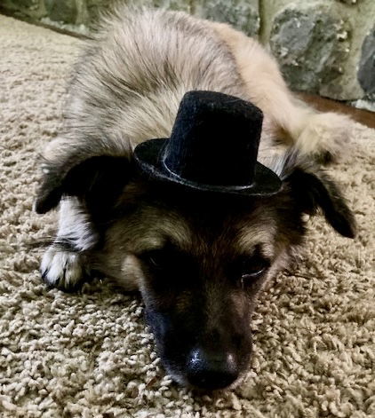 Mac, an adoptable Keeshond in Lake Hopatcong, NJ, 07849 | Photo Image 6