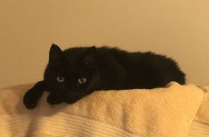 Puss Puss Domestic Short Hair Cat