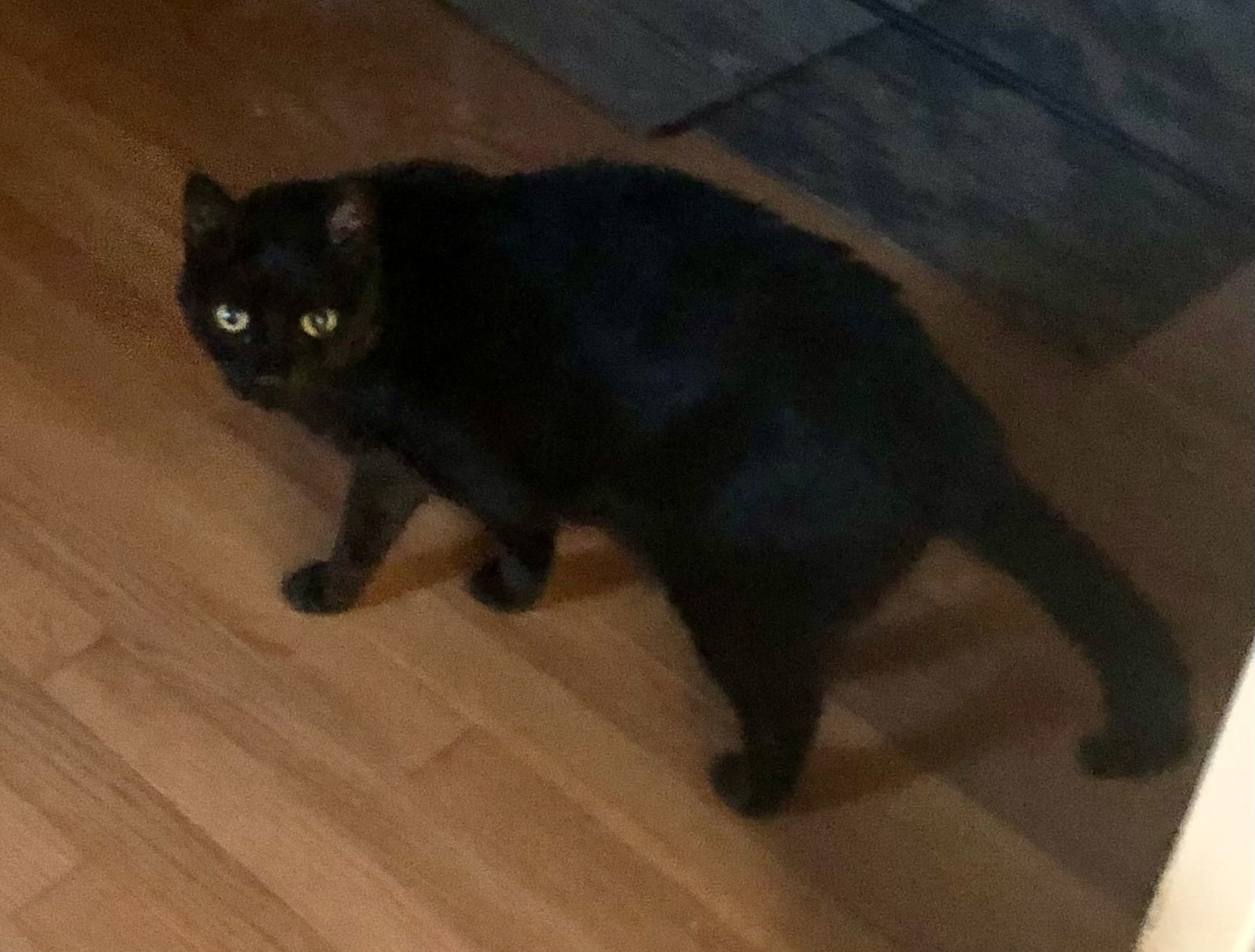 Puss Puss