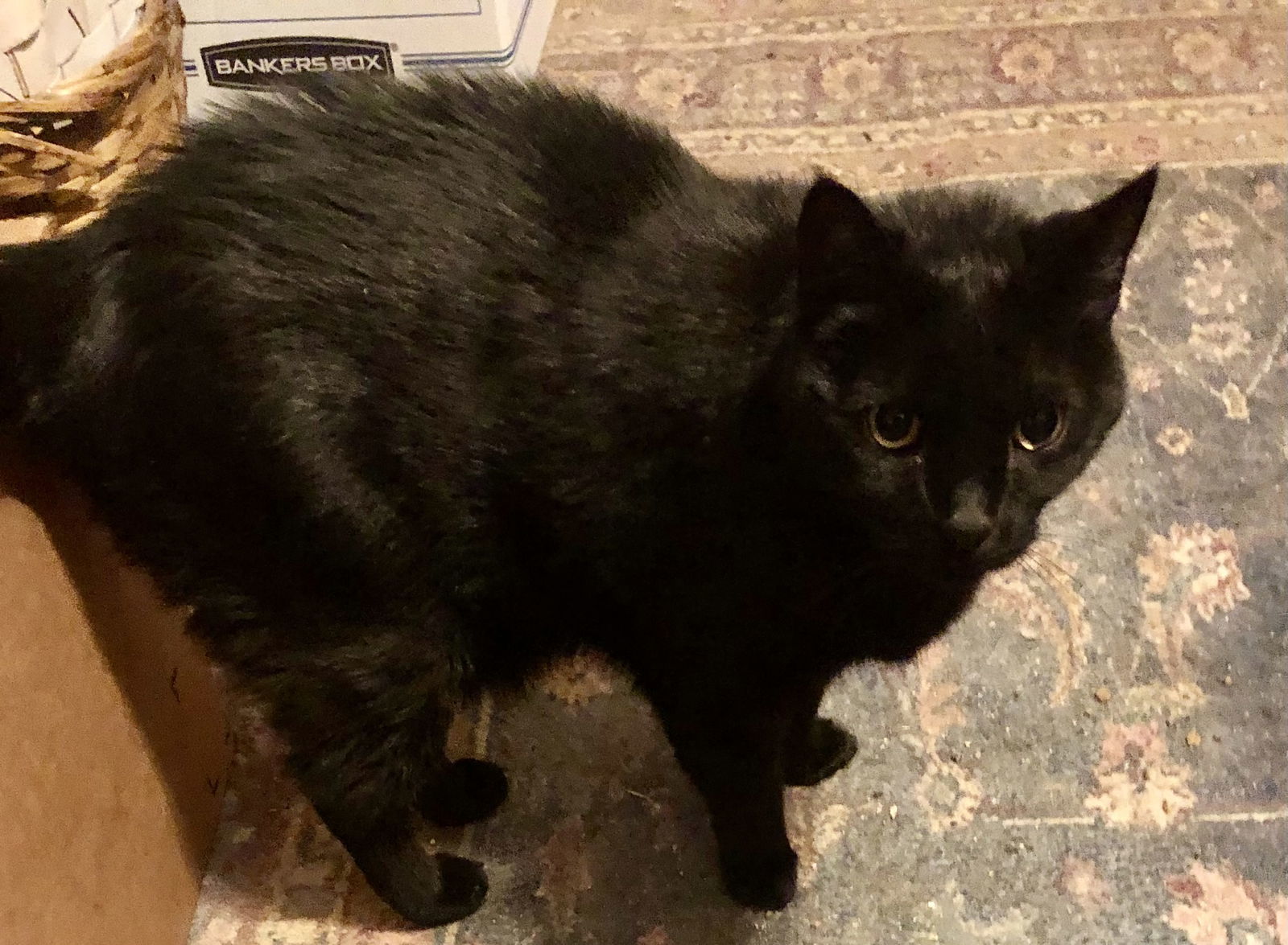 Puss Puss