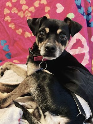 Smooze Operator Chihuahua Dog