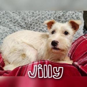 Jilly Jamjam Terrier Dog
