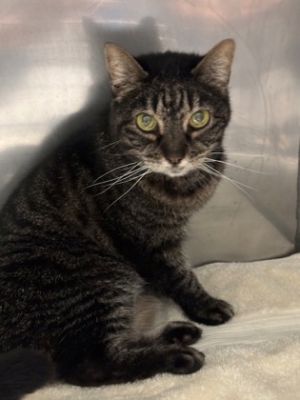 Miss Kitty, Senior Female unknown