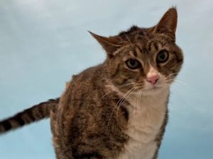 Mittens, Senior Female unknown