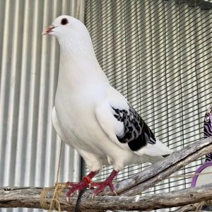 Howdy folks Im Rascal Im a 4-year-old male King Pigeon looking for my forever flock Im a confi
