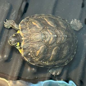 Daffodil, Young Female unknown