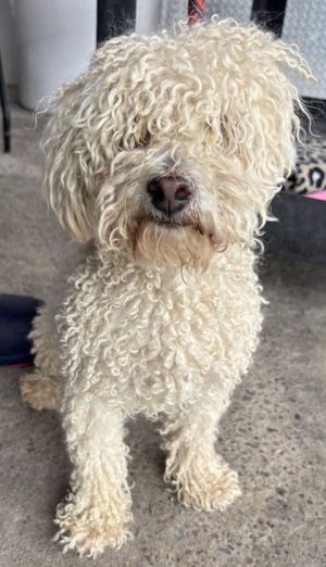 Milo, Senior Male unknown