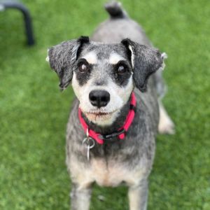 Gigi, Senior Female unknown