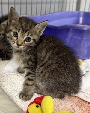 Parrot 820-25 Domestic Short Hair Cat
