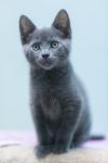Frodo photo 6