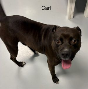 Carl, Adult Male unknown