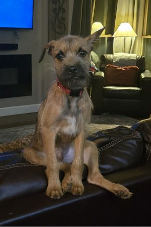 Fozzy, Young Male unknown