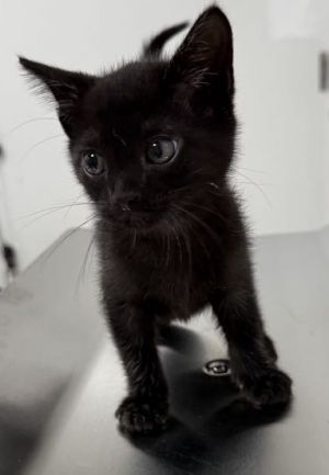 Starry Night 1136-25 Domestic Short Hair Cat