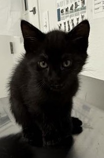 Rainy 1138-25 Domestic Short Hair Cat