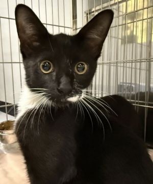 Bali 813-25 Domestic Short Hair Cat