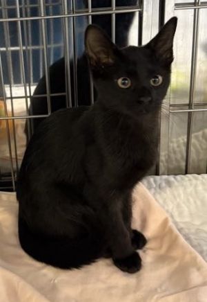 Capri 811-25 Domestic Short Hair Cat