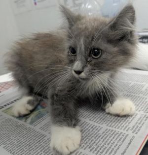 Saoirse 1000-25 Domestic Medium Hair Cat